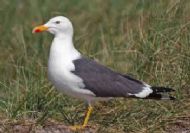Lesser Black-backed Gull